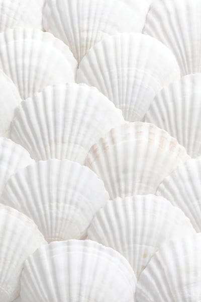 Macro Photography: Shells III by 1x Studio II