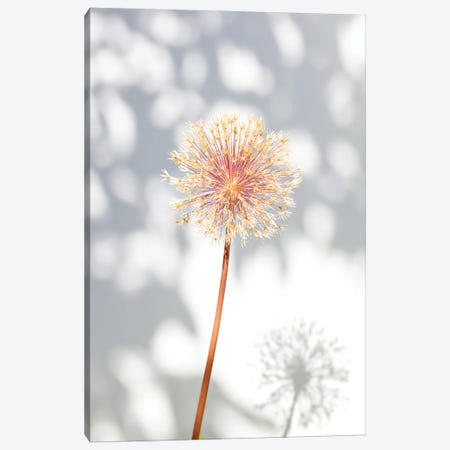 Withered Flower Seed House II Canvas Print #OXM6558} by 1x Studio II Canvas Print