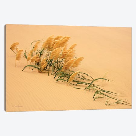 Pampas Grass In Sand Dune Canvas Print #OXM6600} by Carl Bostek Canvas Print