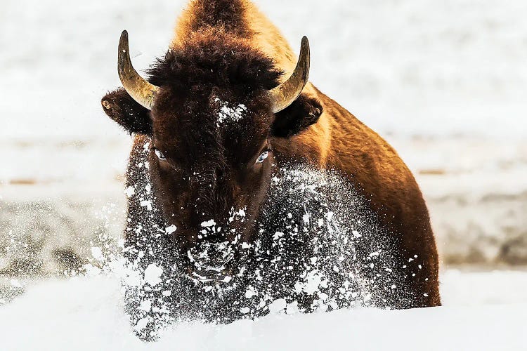 Bison In Action