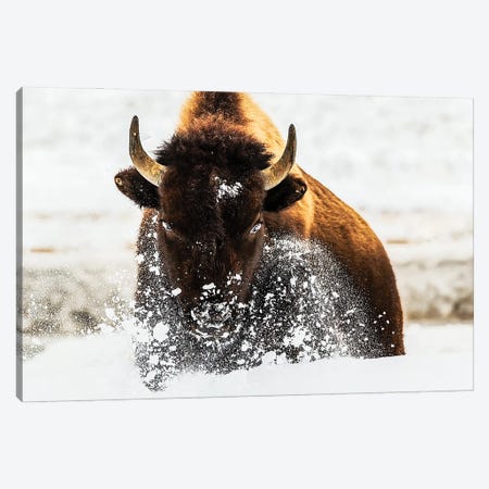 Bison In Action Canvas Print #OXM6614} by David Hua Canvas Art Print