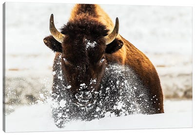 Bison In Action Canvas Art Print - Bison & Buffalo Art