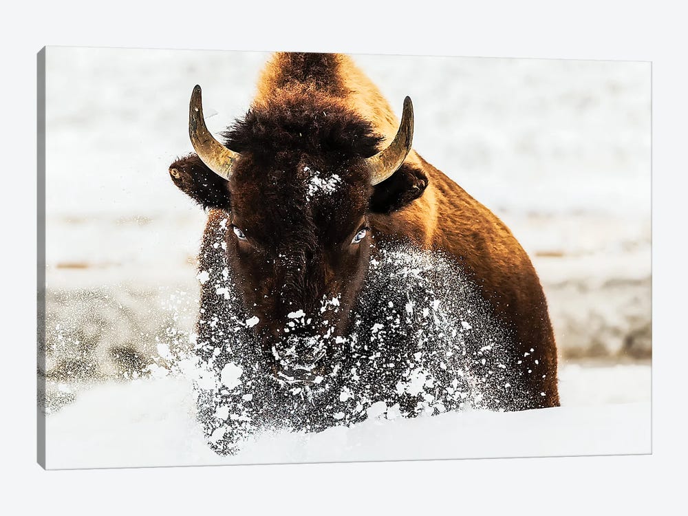 Bison In Action by David Hua 1-piece Canvas Wall Art