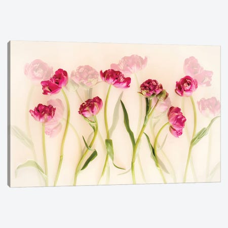 Tulips Canvas Print #OXM6631} by Ellen van Deelen Canvas Wall Art