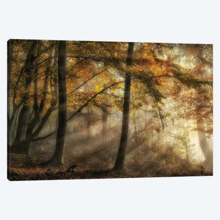 The Lights Of The Forest Canvas Print #OXM6640} by Fran Osuna Art Print