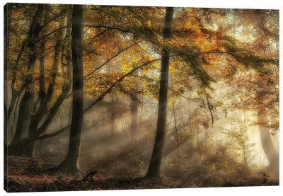 The Lights Of The Forest Canvas Art Print