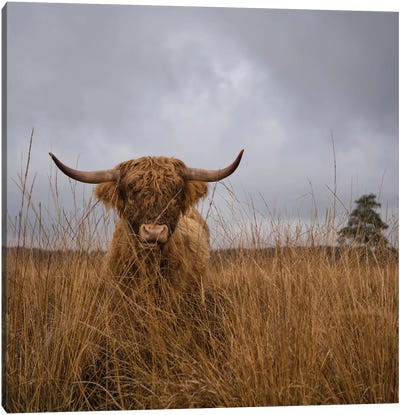 It Wasn't Me Canvas Art Print - Highland Cow Art