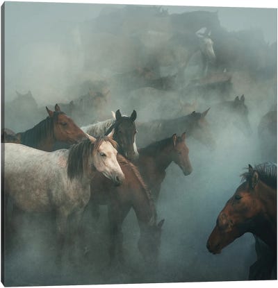 Lost Horses Canvas Art Print