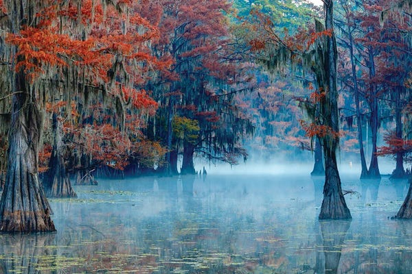 Scenic & Landscapes: Caddo Lake by James Bian