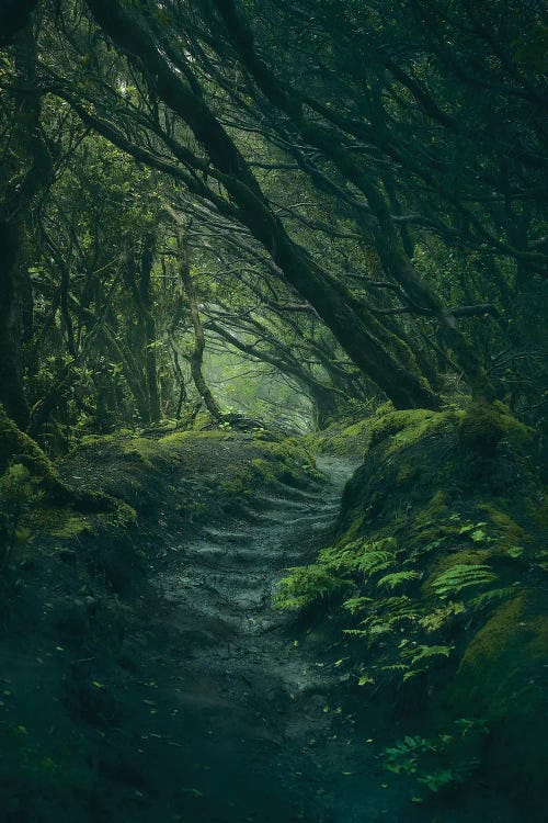 Entering Fangorn