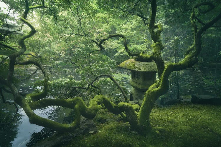 Japanese Tree by Javier de la wall art