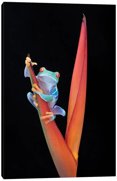 Red Eyed Tree Frog On A Tropical Flower Canvas Art Print