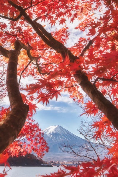Mt.Fuji: Mt. Fuji Is In The Autumn Leaves by Makiko Samejima