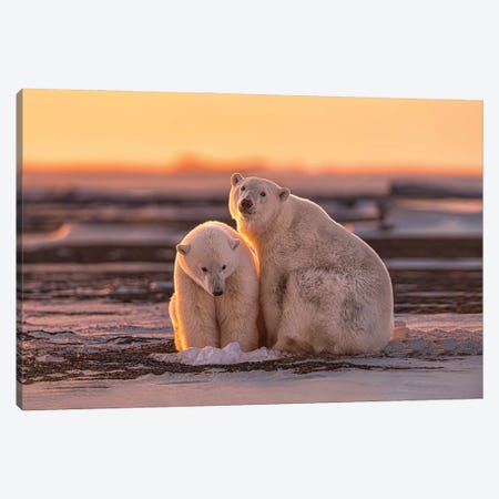 Polar Bears At Sunset Canvas Print #OXM6737} by Max Wang Canvas Art