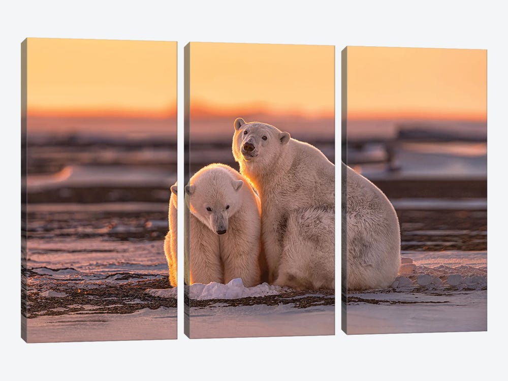 Polar Bears At Sunset 3-piece Canvas Wall Art