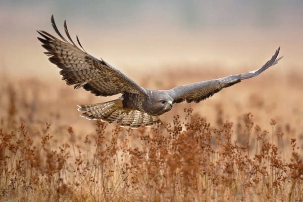 Common Buzzard