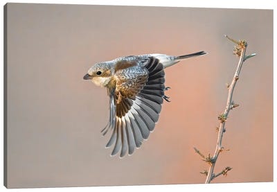 Woodchat Shrike Canvas Art Print