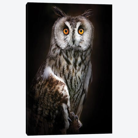 Long Eared Owl Portrait Canvas Print #OXM6786} by Santiago Pascual Buye Art Print