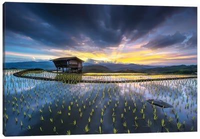 Light In Rice Canvas Art Print