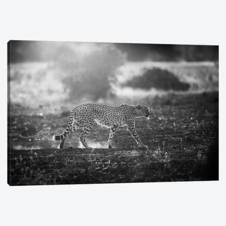 Backlit Cheetah Canvas Print #OXM679} by Jaco Marx Canvas Art Print