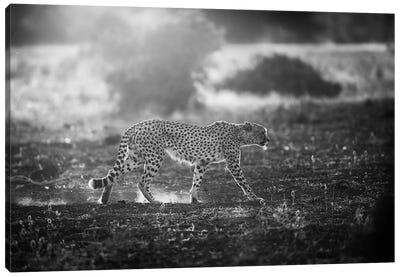 Backlit Cheetah Canvas Art Print - Wild Cat Art