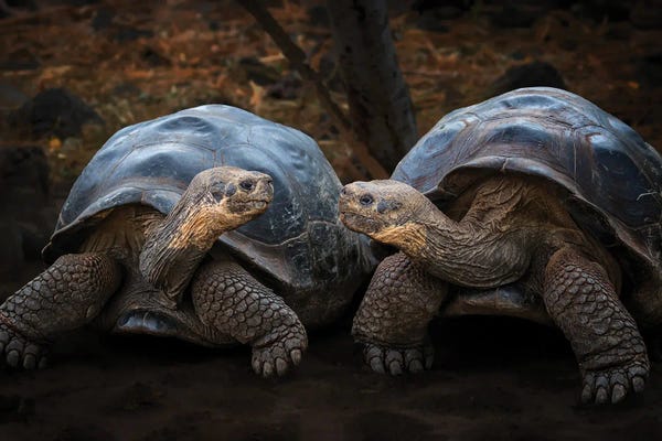Turtles: Connection by Siyu And Wei