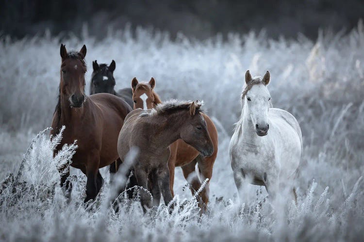 One Frosty Morning