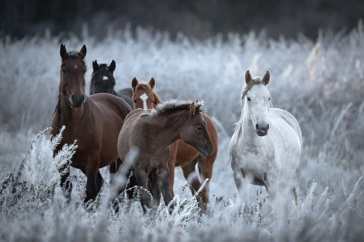 One Frosty Morning by Vlad Sokolovsky wall art