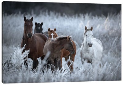 One Frosty Morning Canvas Art Print