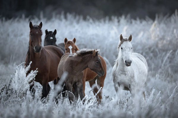 One Frosty Morning