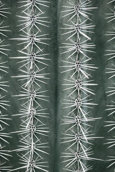Cactus Green by 1x Studio III canvas print