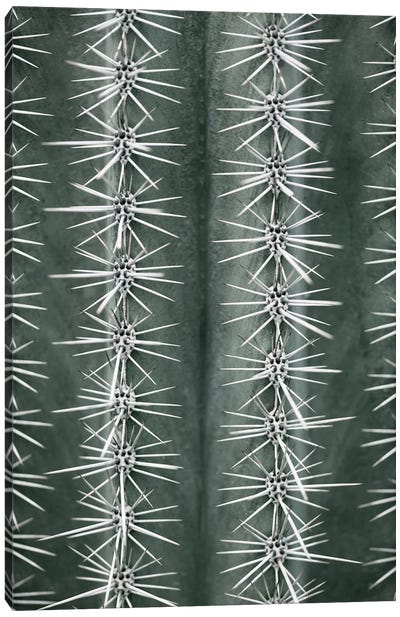 Cactus Green Canvas Art Print - 1x Floral and Botanicals