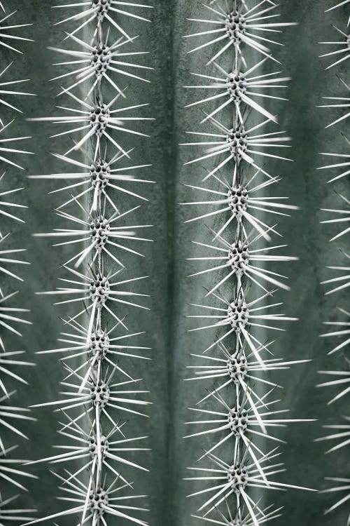 Cactus Green