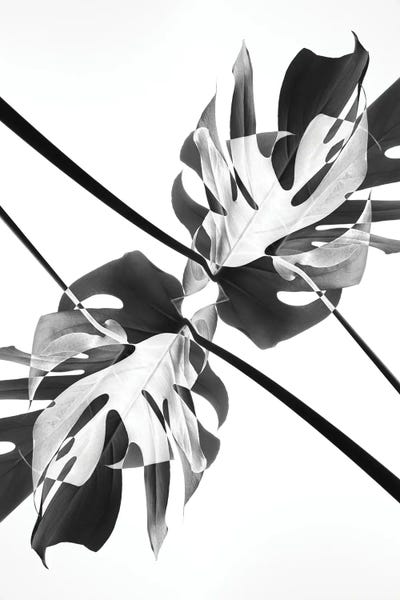 Monstera Kaleidoscope 03 by 1x Studio III canvas print