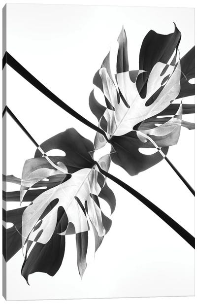 Monstera Kaleidoscope 03 Canvas Art Print - 1x Floral and Botanicals