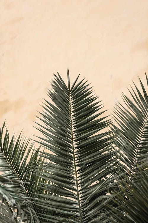 Palm Leaves And Wall 1