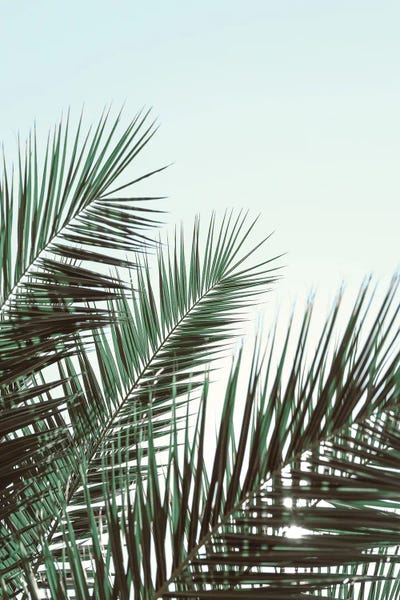 Palm Leaves, Sky 1 by 1x Studio III metal wall art