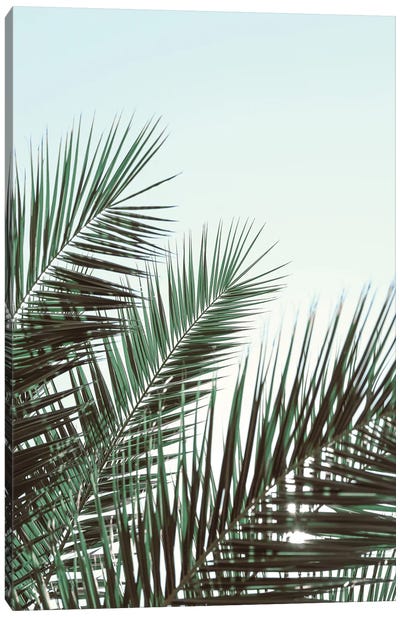 Palm Leaves, Sky 1 Canvas Art Print - 1x Floral and Botanicals
