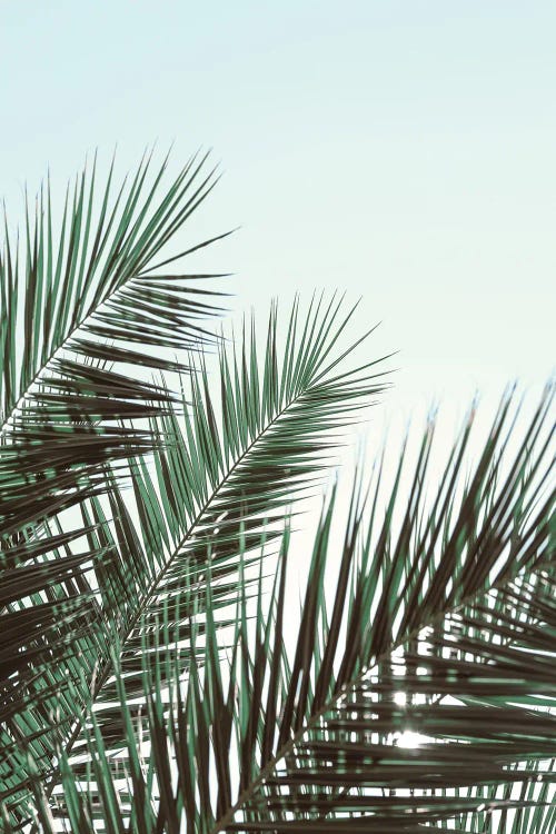 Palm Leaves, Sky 1