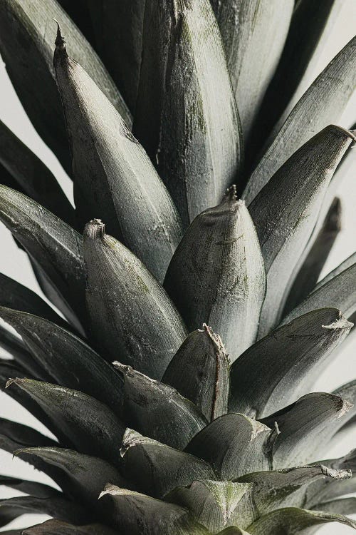 Pineapple Close Up by 1x Studio III wall art