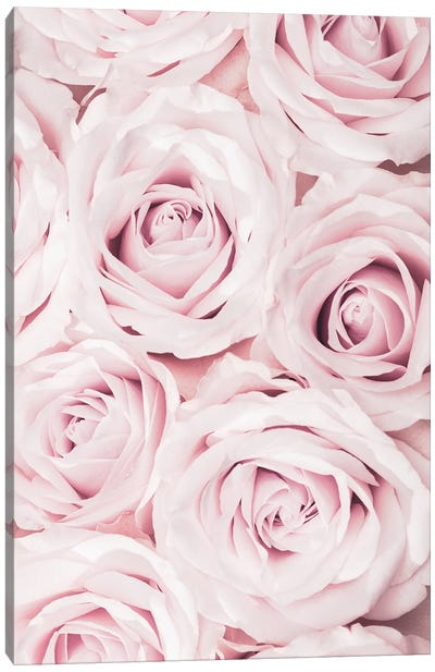 Pink Roses No 02 Canvas Art Print