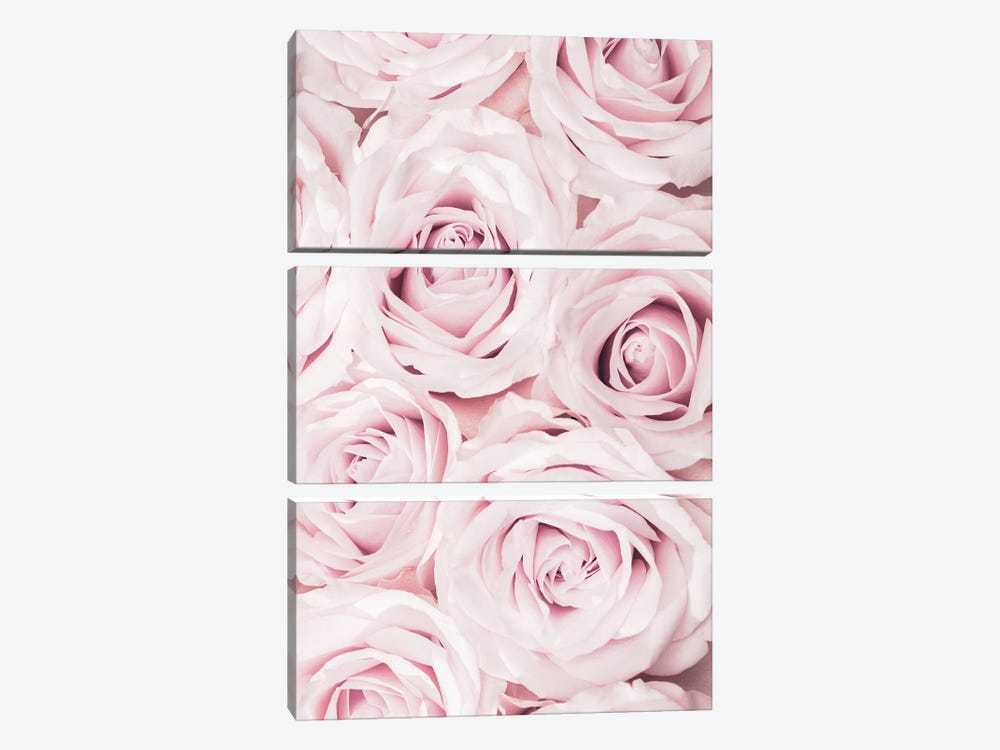 Pink Roses No 02 by 1x Studio III 3-piece Canvas Artwork
