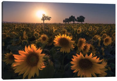 Sunflower Field Canvas Art Print - 1x Floral and Botanicals
