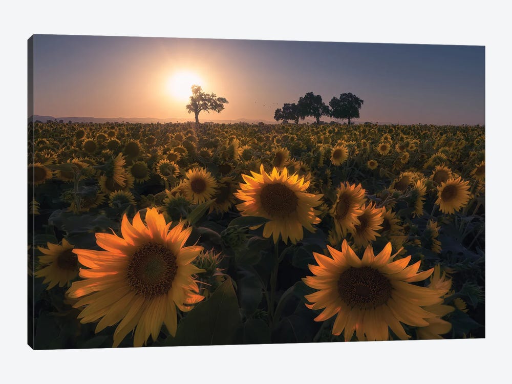 Sunflower Field by Aidong Ning 1-piece Canvas Print