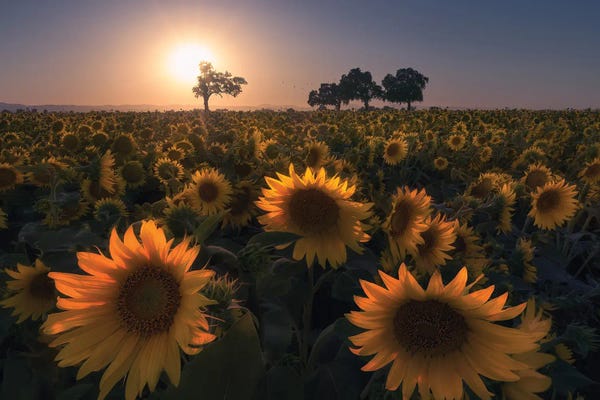 Fine Art Print: Sunflower Field by Aidong Ning