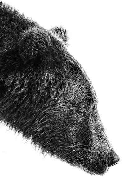 Minimalist Wildlife Photography: The Salmon Catcher by Anchor Lee