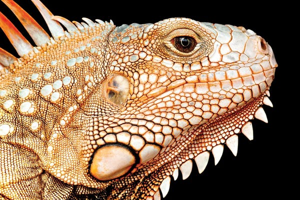 Lizards: The Oranges by Edy Pamungkas