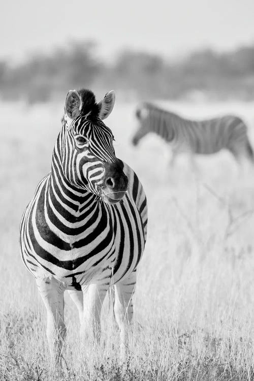 Zebra Bw