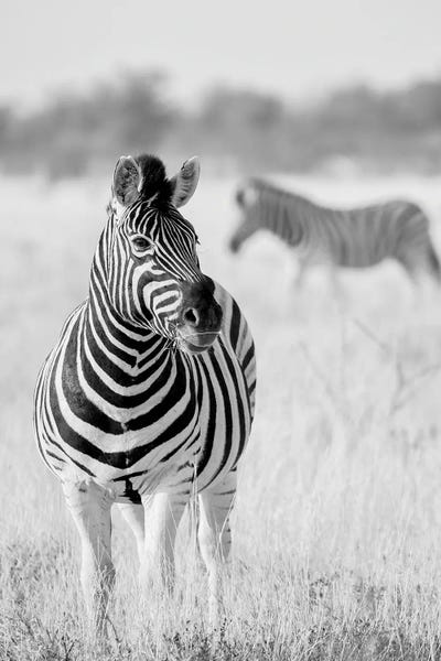 Zebras: Zebra Bw by Hannes Bertsch
