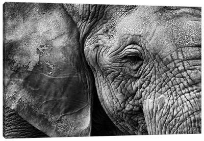 Elephant Skin Canvas Art Print